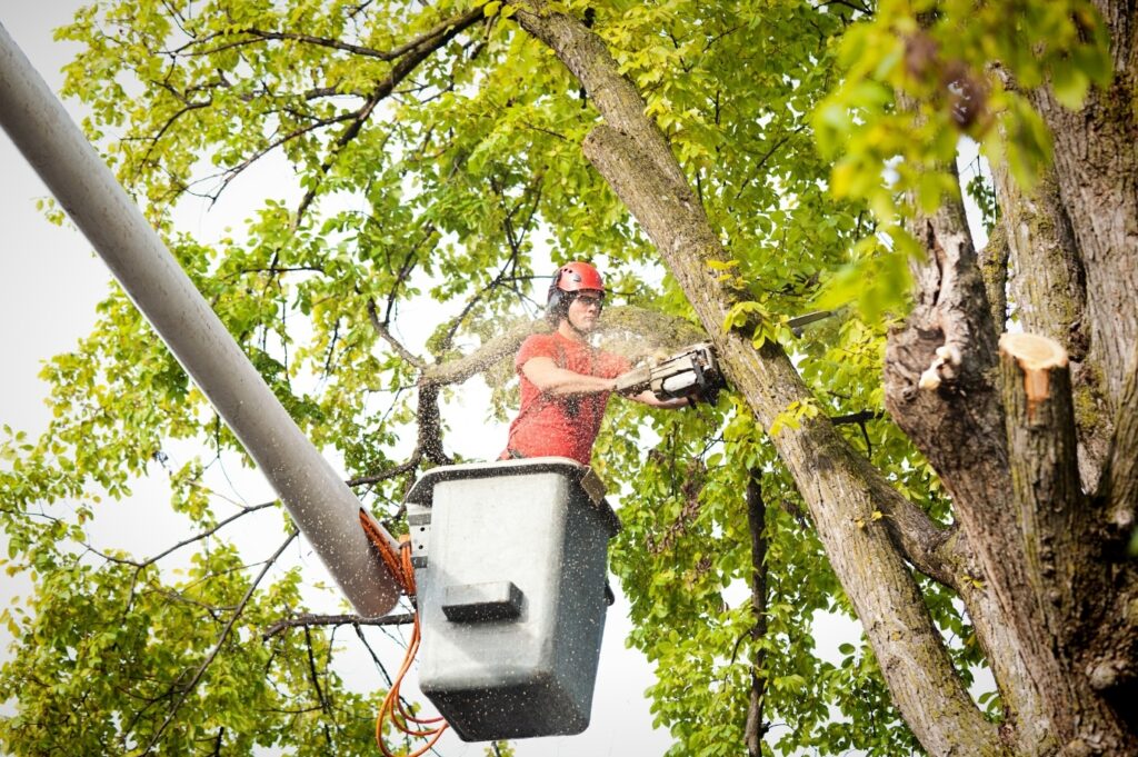 Branch removal with chainsaw