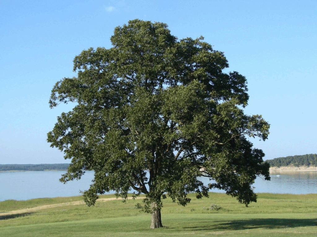 Elm Tree