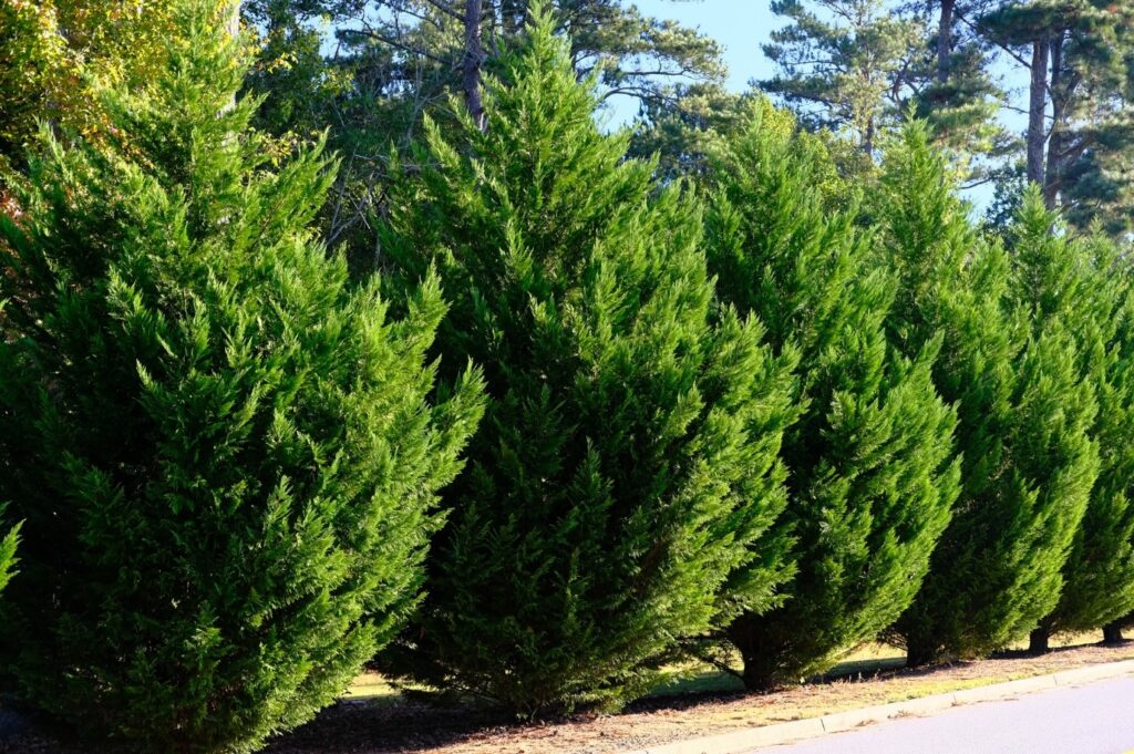 Leyland cypress trees in Quincy
