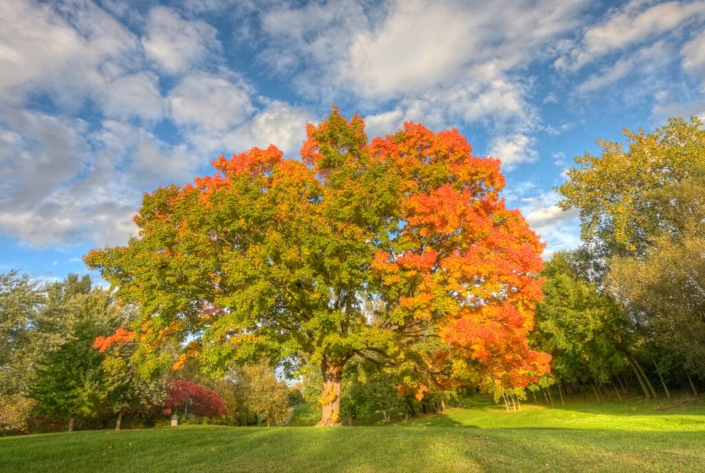Maple tree in Hingham