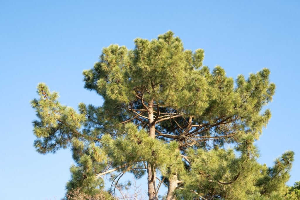 Pine tree in Scituate