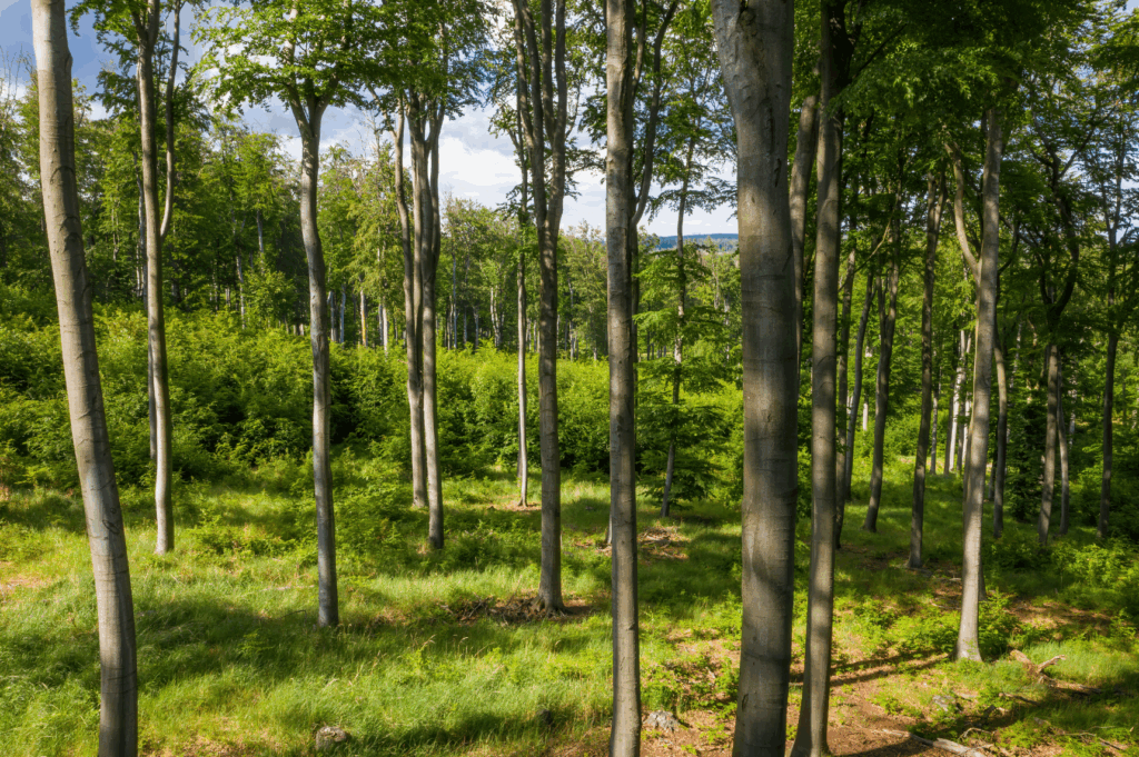 beech trees in forest